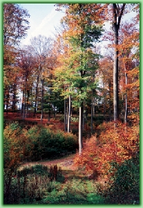 Waldspaziergang